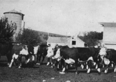 1916-1918 Herefords, looking west