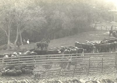corral and cattle