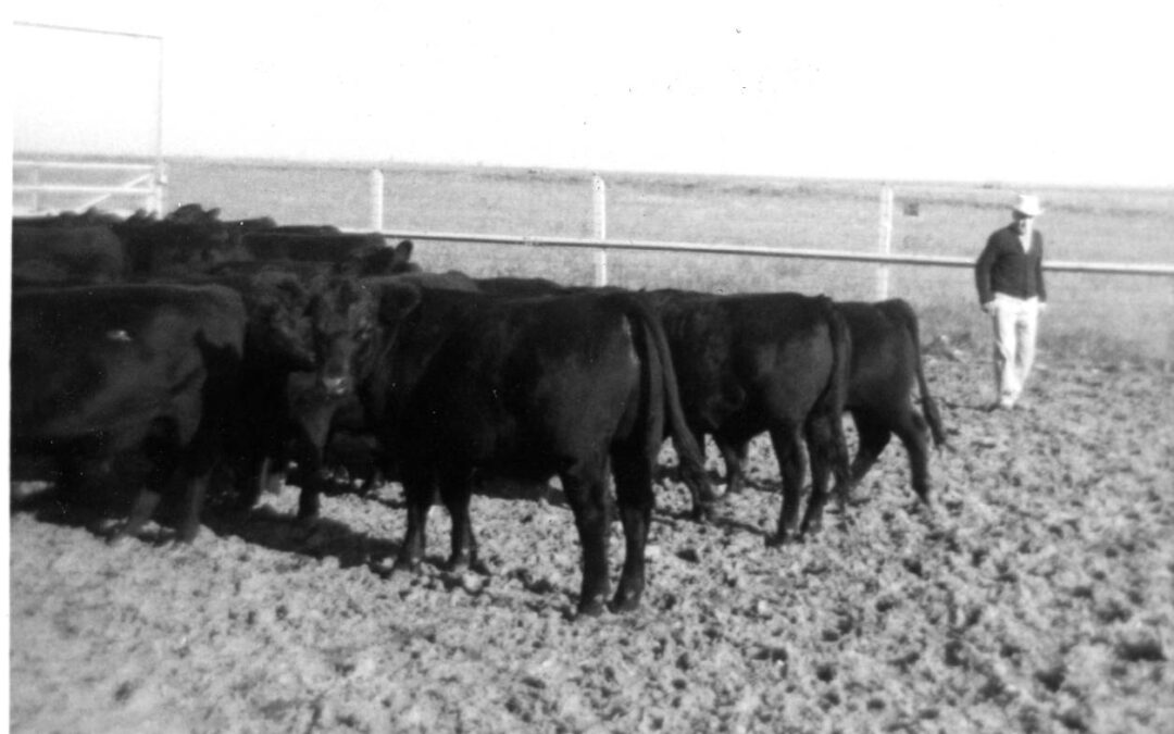 bohn cattle 1967118
