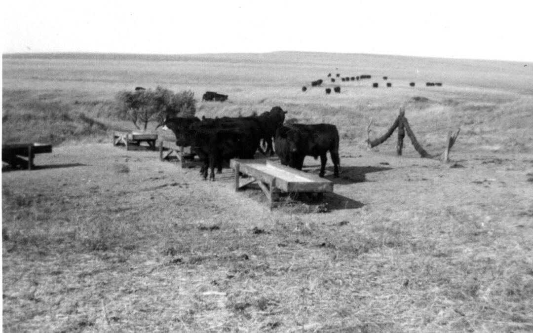 bohn cattle 1967119