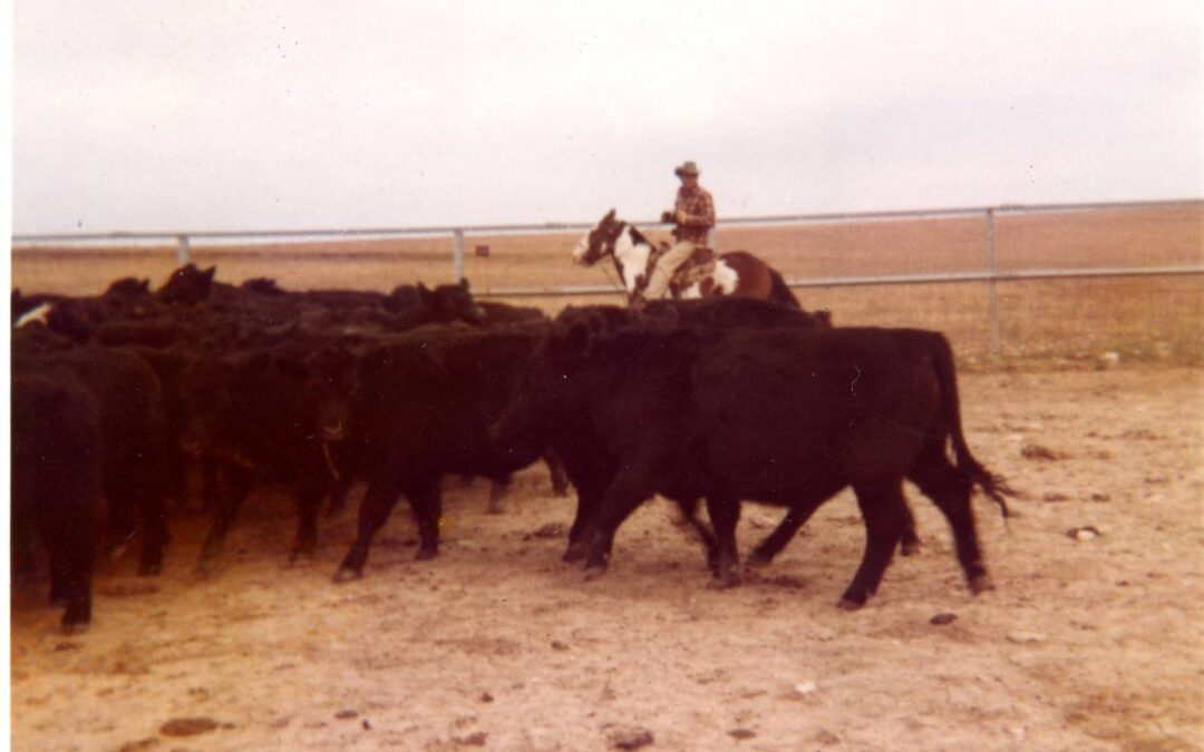 bohn cattle 1973114