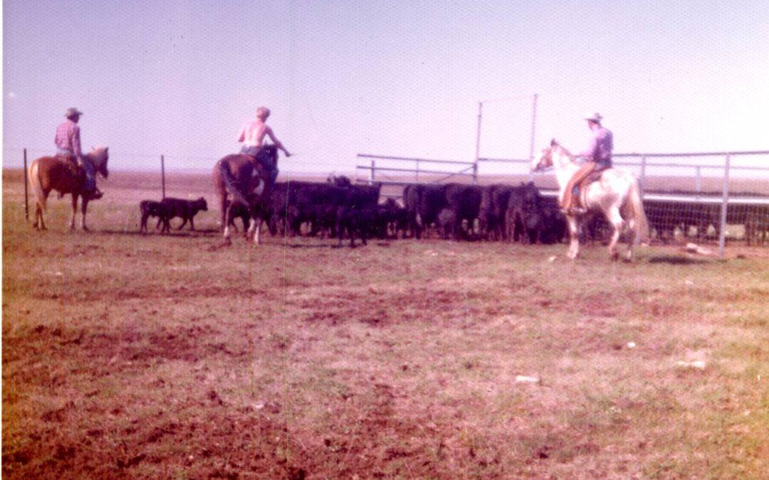 bohn cattle 1973115