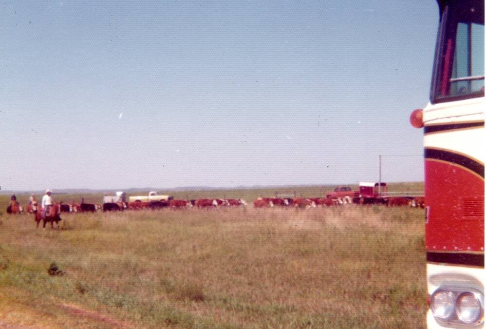 bohn cattle 1975113