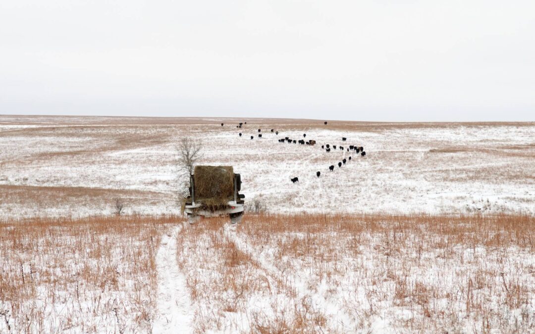 arndt_winter_0903f_med