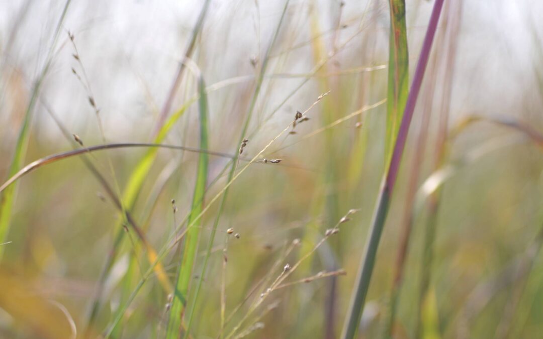 Autumn Switchgrass