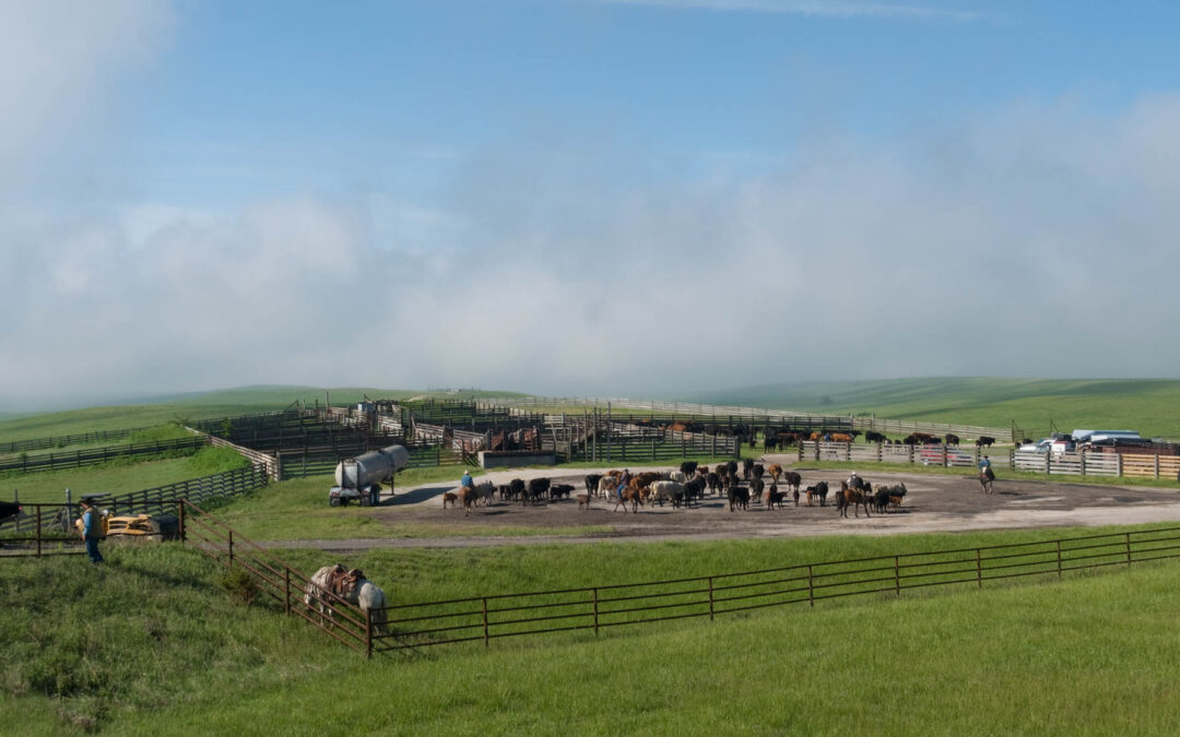 bazaar cattle pens