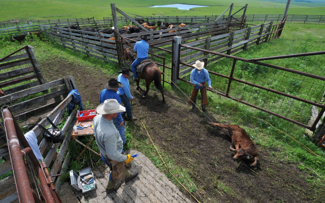 calf work_0220