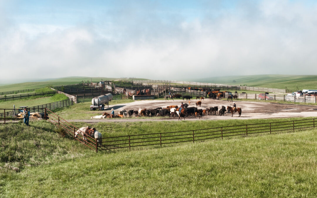 cattle pens_9694