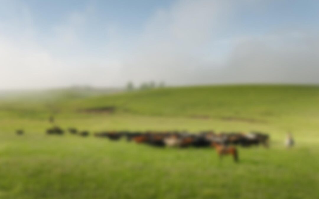 FH Cattle Drive #9583