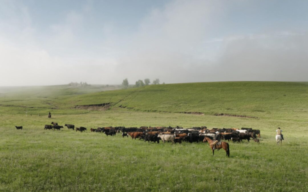 FH Cattle Drive #9583