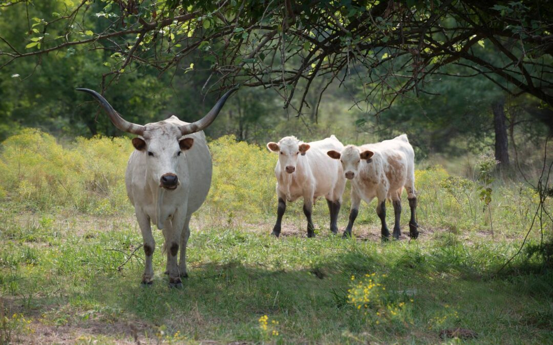 longhorns_DLL1304wb