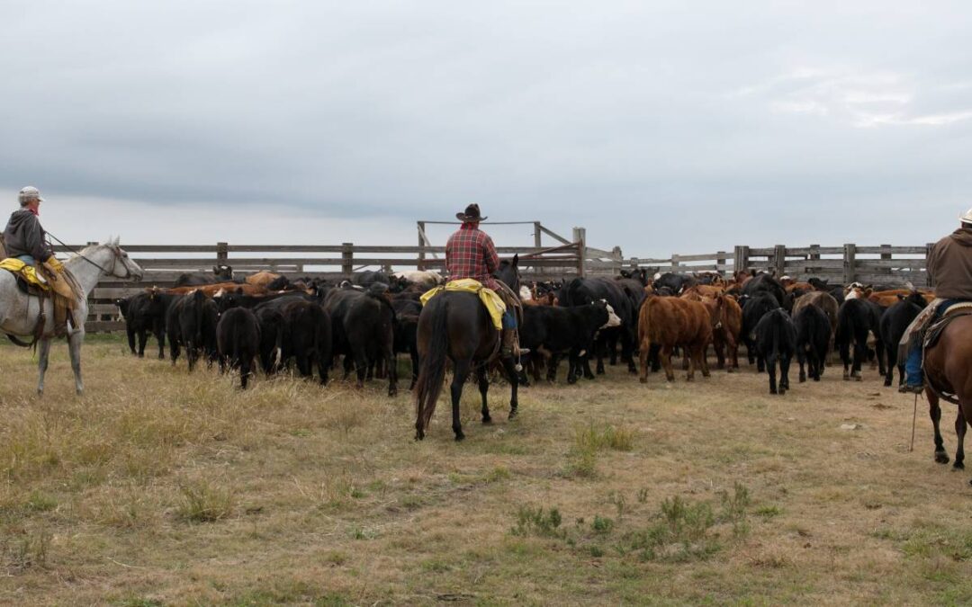 Weaning the Calves 4498