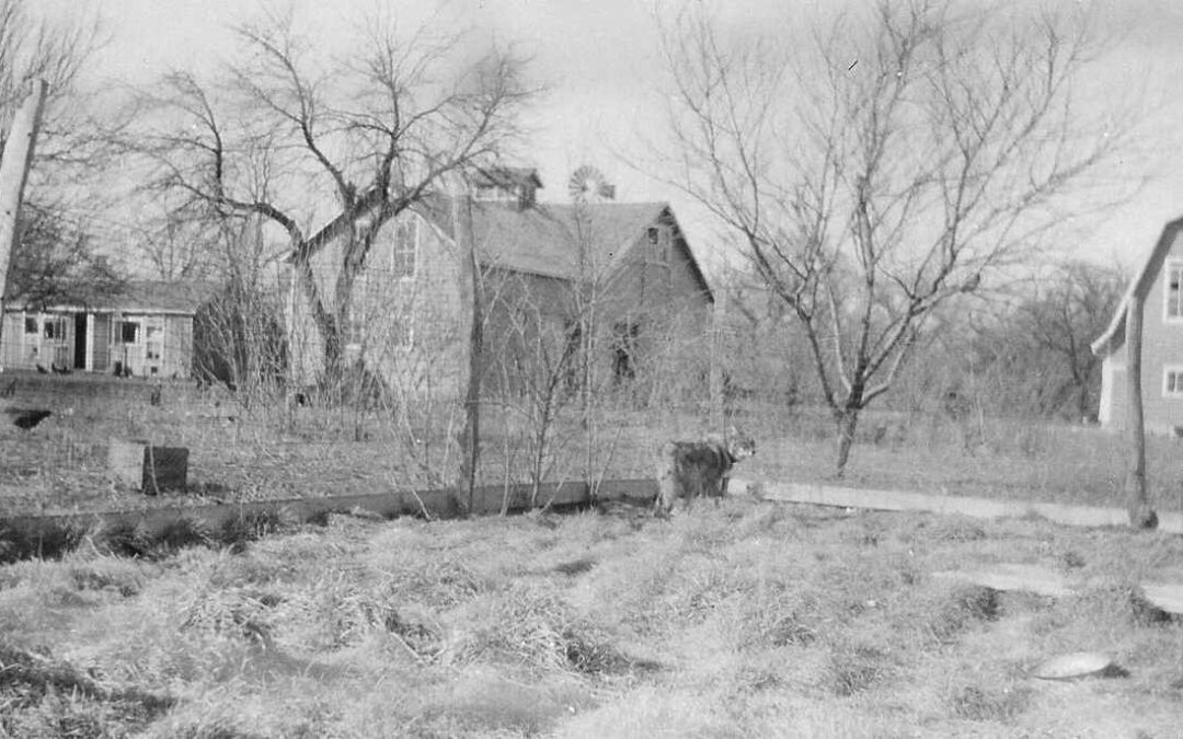1925 coyote and chickens