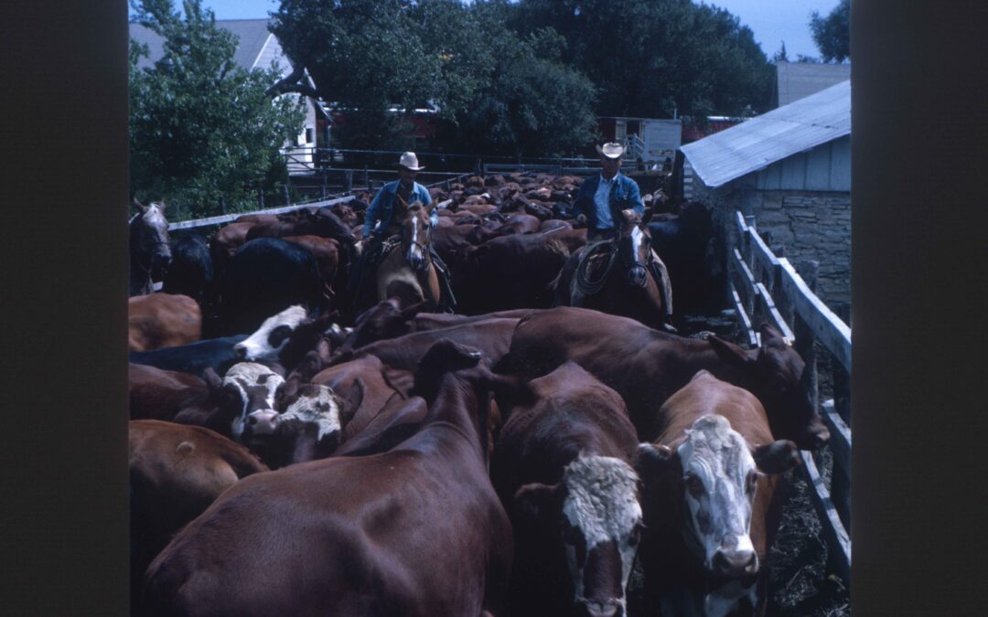 1964 wayne’s cattle for web