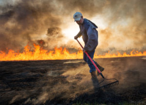 Tending the Embers, an individual raking embers to control the burn