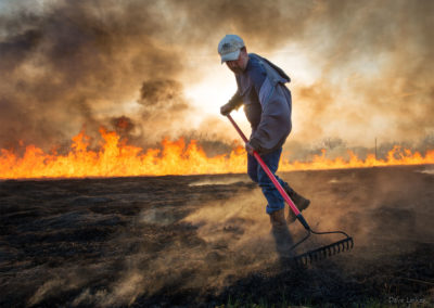 Tending the Embers, an individual raking embers to control the burn