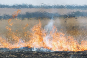 flames and cattle photographed through heat thermals