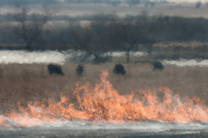 Flames and a line of cattle photographed through the thermals