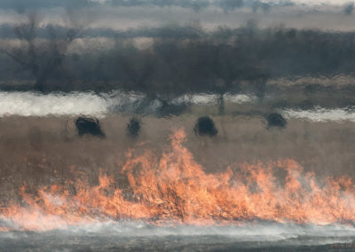 Flames and a line of cattle photographed through the thermals