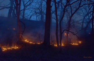 Fire at the Roots, glow of fire around trees in the evening