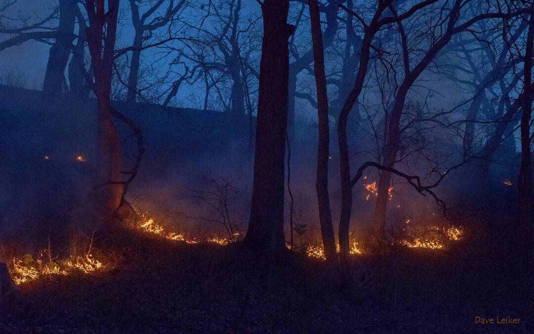 Fire at the Roots