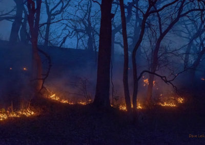 Fire at the Roots, glow of fire around trees in the evening