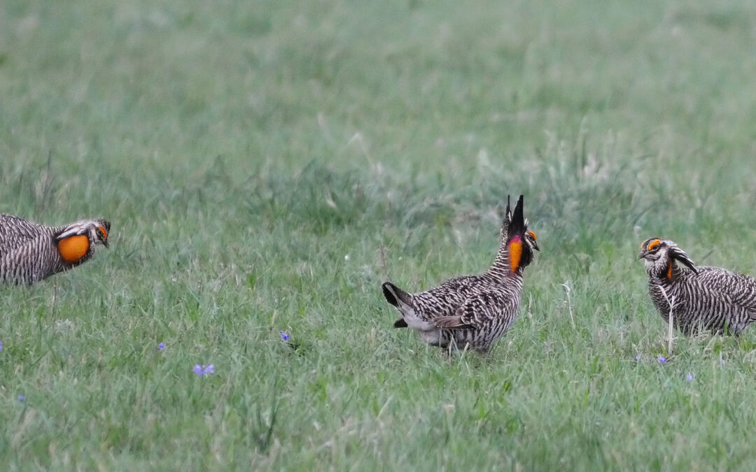 Prairie Chickens