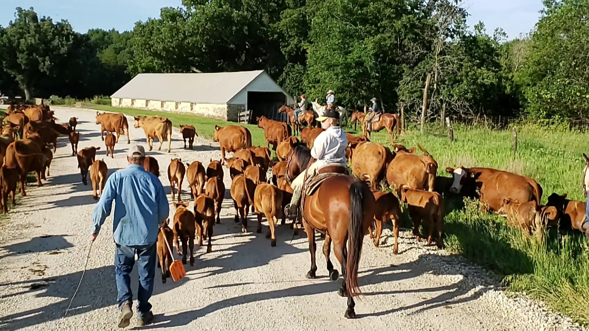 cowboys moving cattle down a country road