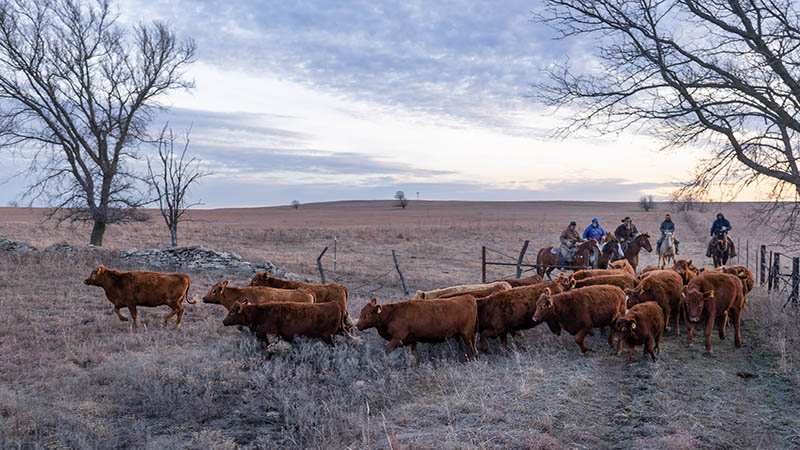 Winter cattle work at the Sauble Ranch